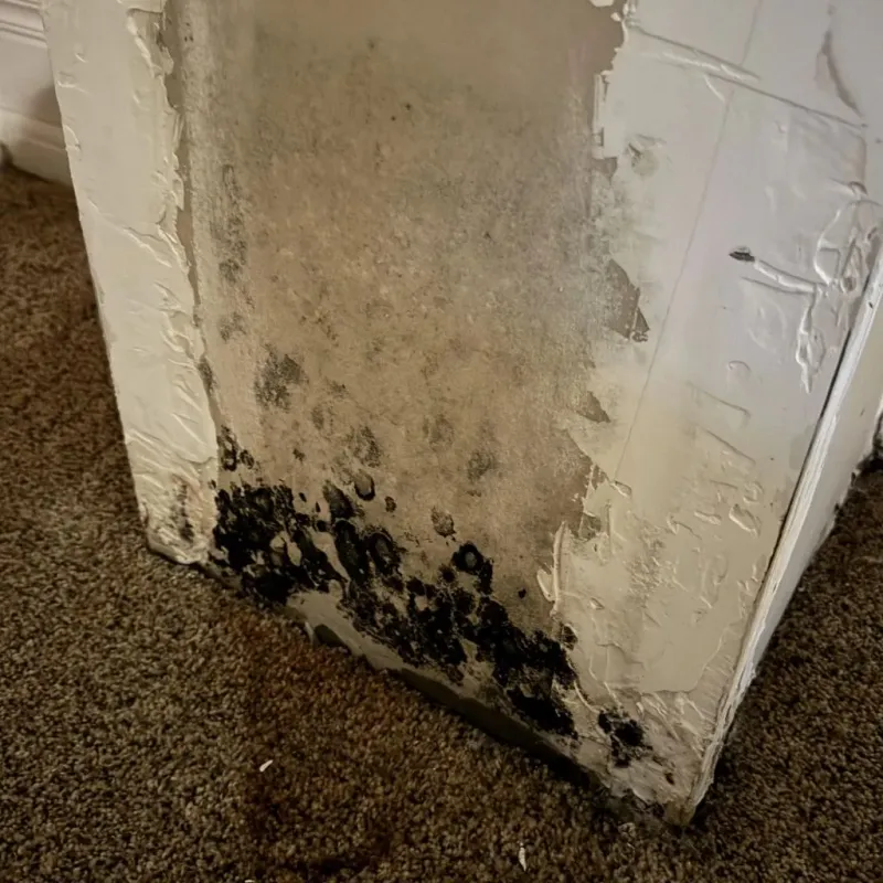 Professional Mold Removal in Williston, ND